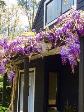 We’re in a hysteria over our Wisteria !
